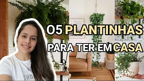 Como usar planta na decoração da sala?