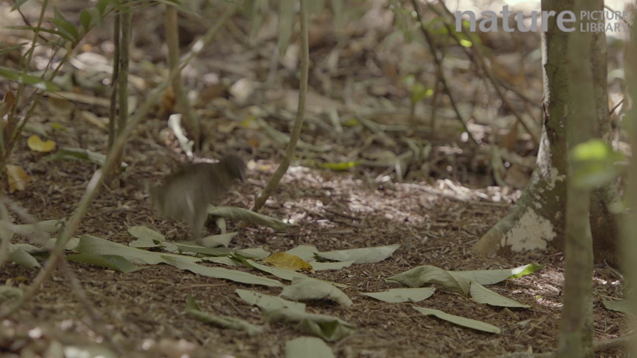 footage of chernobyl Male Tooth-billed bowerbird removing yellow leaves from his bower, leaving only green leaves turned