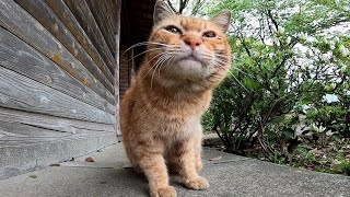 なかなか懐いてくれない茶トラ野良猫