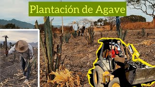 ¿Cómo planteé agave? Características, y proceso de plantación en el cultivo de agave