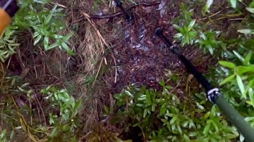 Can you see the track? Australian Alps Walking Track | AAWT | Bush bashing at Mt Despair