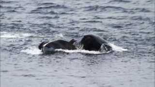 大翅鯨衝刺進食(humpback whale lunge feeding)by 朱建銘 ...