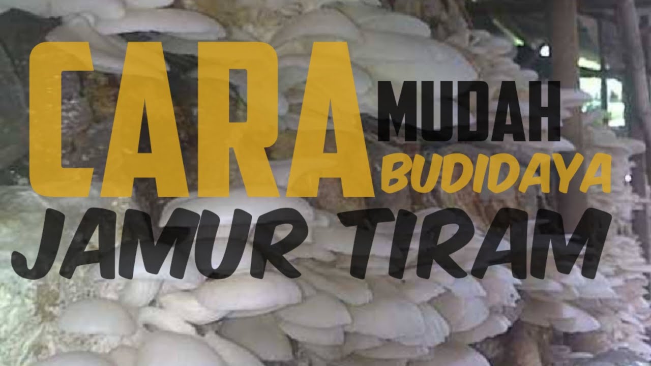 lockdown: budidaya jamur tiram aja 