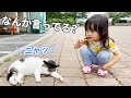 寝言を言う野良猫とお喋りしたい3歳娘 / A Japanese girl wants to chat with a stray cat that talks in its sleep.