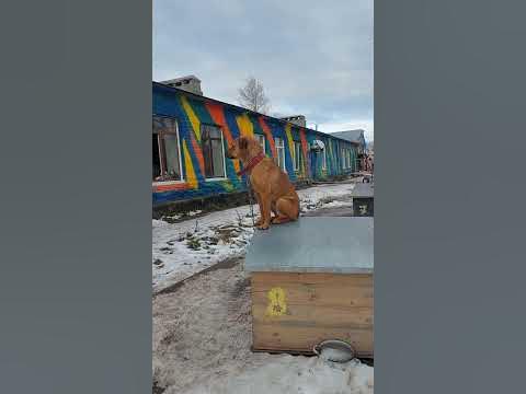 Воробушек Мати или собачка? 😀 приют Ласка, г.Барнаул, ищет дом - YouTube