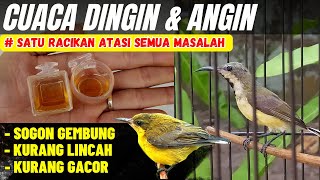 CARA MENGATASI SOGON GEMBUNG & MALAS BUNYI KARENA CUACA ANGIN & HUJAN❗