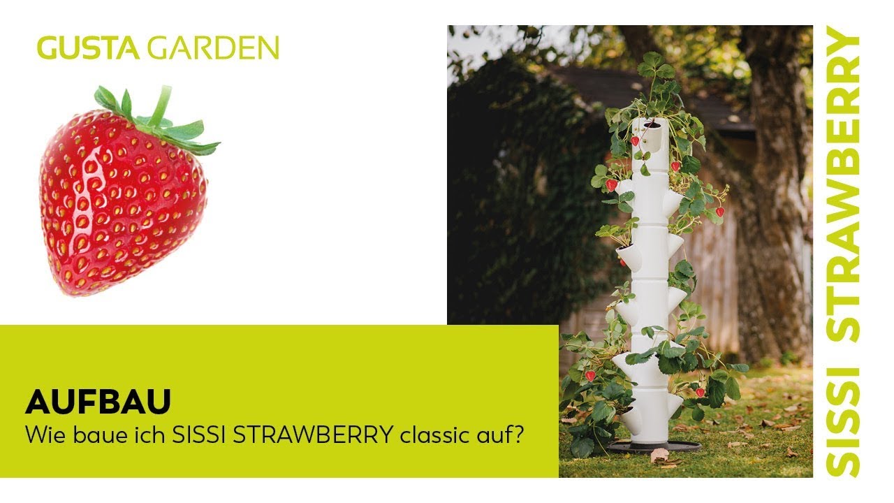 Erdbeeren anbauen in SISSI STRAWBERRY classic - YouTube | Pflanzkübel