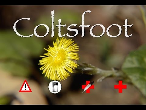 Vídeo: Coltsfoot