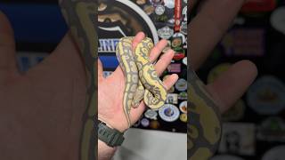 INSANE POWERHOUSE!!! 0.1 FIRE HYPO DG HET CLOWN