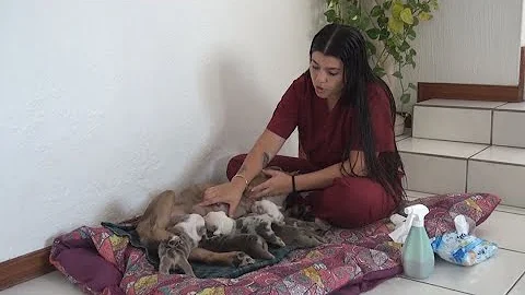 ¿Debo dar a mi perra un descanso de sus cachorros?