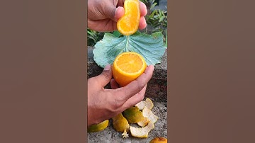 Wonderful Fresh Orange Fruits Cutting |