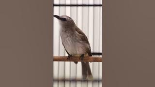 Masteran Trucukan Gacor ROPEL PANJANG Ampuh Untuk Pancingan Trucuk Agar Cepat Menaikkan GACOR 77