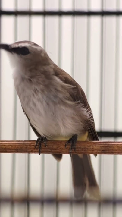 Masteran Trucukan Gacor ROPEL PANJANG Ampuh Untuk Pancingan Trucuk Agar Cepat Menaikkan GACOR 77
