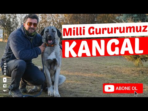 Köpek Irkları - Kangal