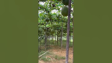 Các Bác trồng Gấc thế nào rồi