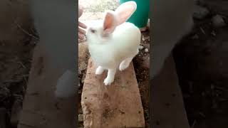 #the new Zealand white #rabbit #rabbitscare