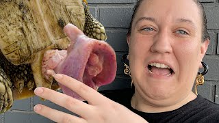 SHE TOUCHED A TORTIOSE WEENIE! | BRIAN BARCZYK