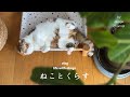 朝ごはんから始まる猫との日常/後回しにしていた片付けと愛猫に癒されるご褒美時間【猫と暮らしのvlog】