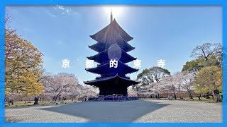 日本最高的木造建築- 國寶#東寺#五重塔｜京都自由行 