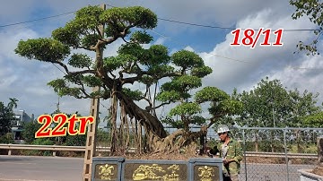 Cây Này giá 22tr các bác nhé - Nhà Vườn Phong Sơn 0918484837