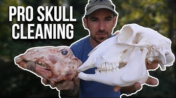 Skull Cleaning Using Maceration