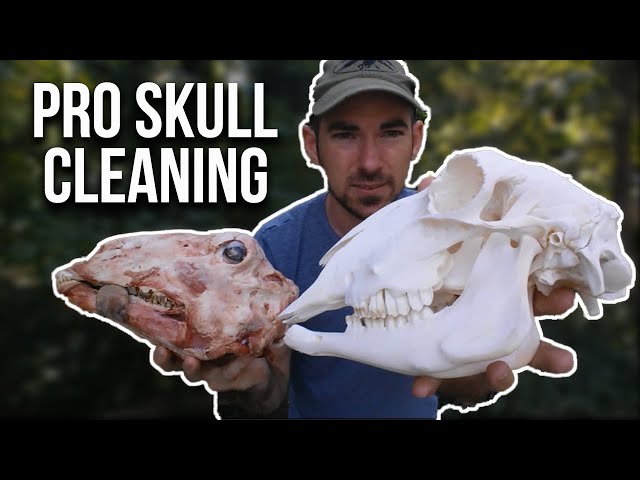 Skull cleaning: Five steps for cleaning bone specimens