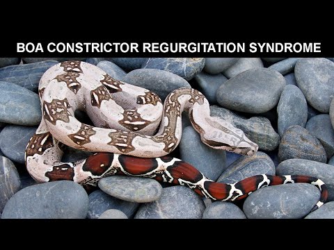 Video: Boa Constrictor Reptile Breed Hypoallergenic, Health And Life Span