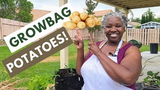 How to Grow Potatoes in GROW BAGS! Small Garden Idea for Growing Potatoes