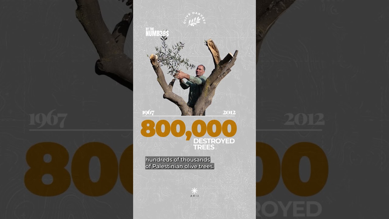 How the olive harvest in Palestine suffers under occupation | By the Numbers