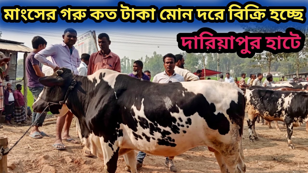 ২৮/২/২৬/ গাইবান্ধা জেলার দারিয়াপুর হাটের আসেন ঘুরে দেখি কেমন দামে বিক্রি হচ্ছে মাংসের গরু!