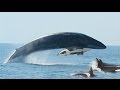 KILLER WHALES VS. FIN WHALE