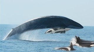 KILLER WHALES VS. FIN WHALE