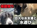 保護犬ボーダー・巨大なお友達と水遊び【22-23日】