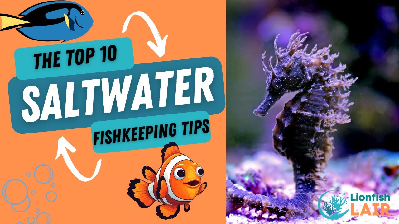 10 Tips for beginner saltwater fish owners YouTube