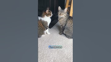 How Cats Recognize Their Name 👂🐱