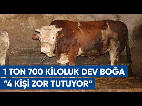 1 Ton 700 Kiloluk Dev Kurbanlık Boğa! İşte Sinirli Boğa Zaza'nın Satış Fiyatı | AGRO TV Haber