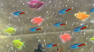Glofish Tetra and Neon Tetra – Can They Live Together. Neon Tetras and glofish share same fish tank