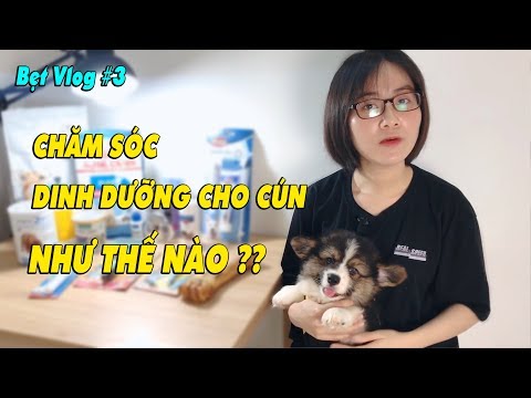 Video: Nguyên Tắc Dinh Dưỡng Cho Chó