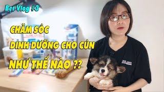 CHĂM SÓC DINH DƯỠNG CHO CÚN NHƯ THẾ NÀO ✅ | BẸT CORGI VLOG #3 | CORGIVN