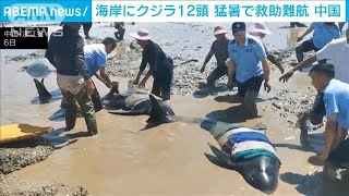 中国の海岸にクジラ12頭　住民ら救助活動も3頭死亡(2021年7月7日)