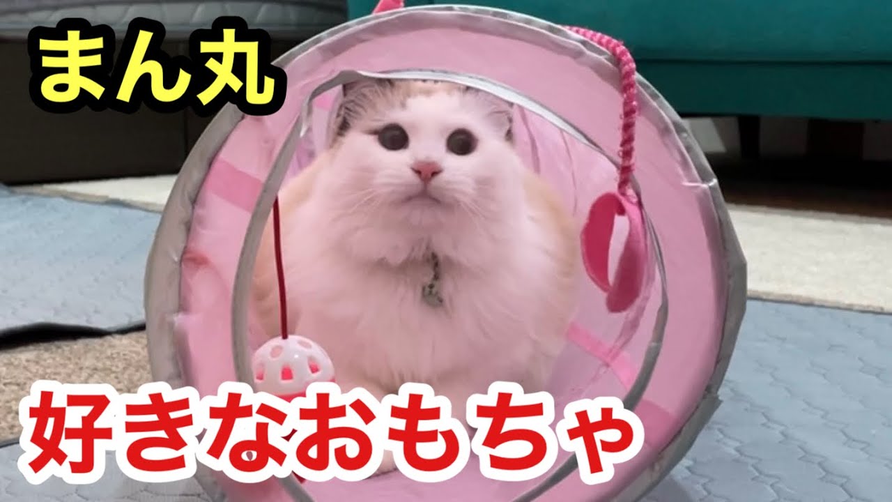 大好きなおもちゃに目がまん丸になる猫のすーちゃん