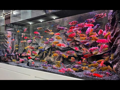 Βίντεο: Δημοφιλή ψάρια ενυδρείου της οικογένειας Cichlid