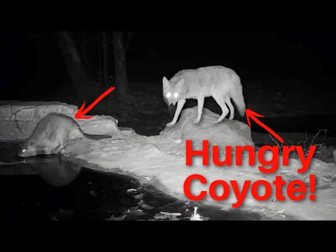 Hungry Coyote Hunting Beaver! Caught on Camera