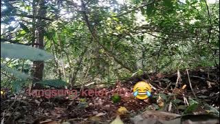 mikat burung pelanduk bukit di hutan poin satu pasang