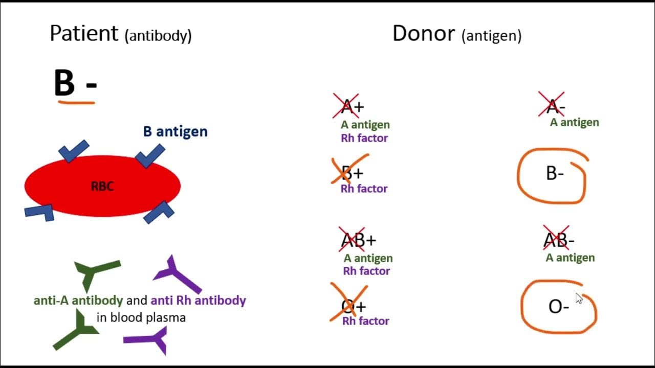 b-negative-blood-type-donating-and-receiving-youtube