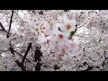 2016/4/1/名古屋市･鶴舞公園/桜･お花見/クラスメイトと 語った未来は 今君が 歩き出…