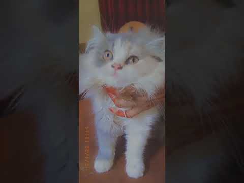 Calico Persian Kitten, Tickling with it's Owner | Pioneer Pets Hospital