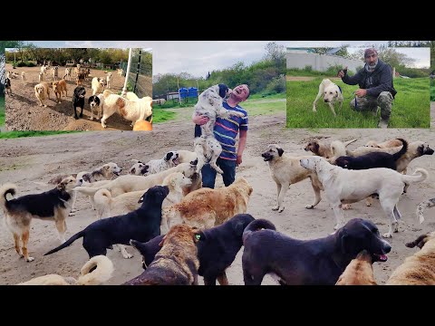 Videó: 650 kutya volt alig túlélve ebben az alulfinanszírozott menedékben, és ez a celeb nem akart csendben maradni