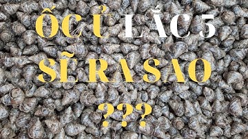 Ốc Sau Khi Ủ Thính Câu Trắm Đen Lắc 5 Sẽ Ra Sao ???