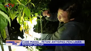 Cabe Mahal, Petani Antisipasi Pencurian dengan Beronda di Kebun #BuletiniNewsPagi 12/06